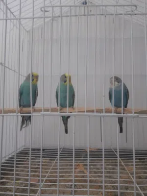 تلاتة نتايات بقلينو للبيع ريش