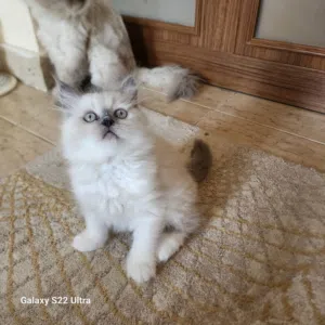 Male and female mix Himalayan ragdoll
