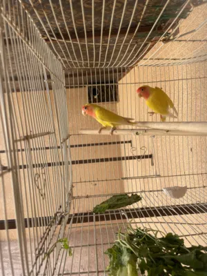 زوج روز أصفر الون