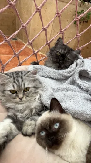 قطط منزلية متدربين ع اللتربوكس وباكلو اكل خاص