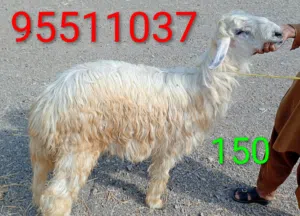 اغنام مال الدار محليات مطعومات في العزبه