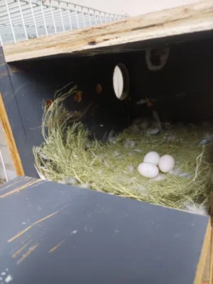 للبيع لاف بيرد البينو عيون حمر مع البض ماشالله