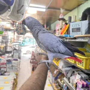 بفضل الله متاح ببغاء كاسكو متكلم اليف مع الصغير قبل الكبير