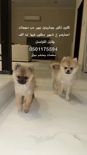 كلاب بومارينين ذكور مطعمات وجاهزات بجوازاتهم اعمارهم 5 شهور