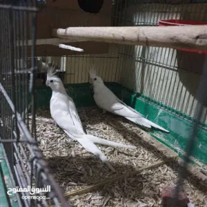 كوكتيل للبيع