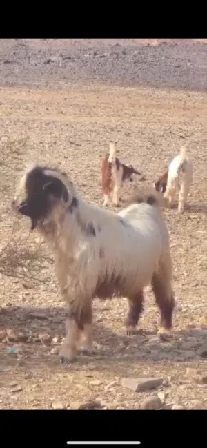 للبيع تيس من حلال بني سعيد