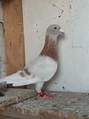 متاح فحل هومر