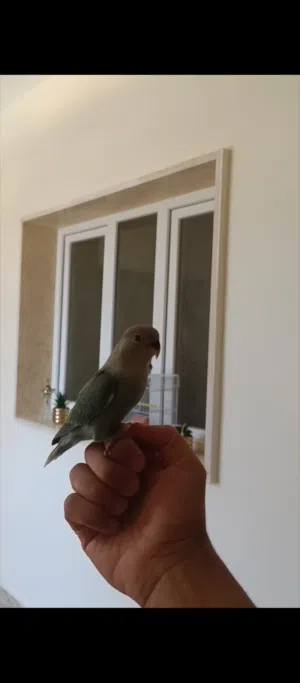 روز ترويض فل