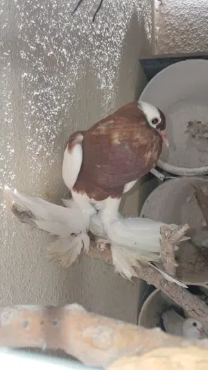 للبيع هذا الطير اللي له خاطر يتواصل