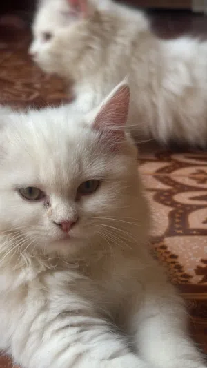 قط شيرازي أنثى وذكر
