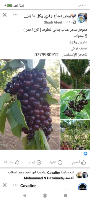 صفوت هزايمه 