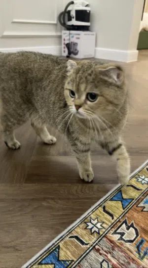 قطه scottish fold