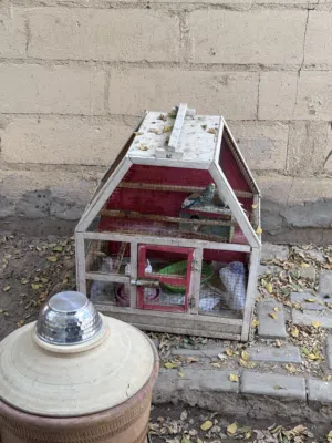 زوج طيور حب مع قفص