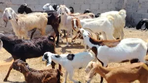 11 عنز ربي يبارك فيهم 4 والدات والباقي اعشورية بنصيب مكانهم صبراتة يوجد توصيل سنهم تنية وارباع و سدس