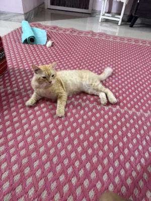 سنورً للبيع