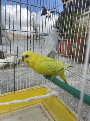 طيور حب اقرأ الوصف