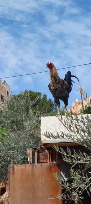 بيض بلدي للبيع