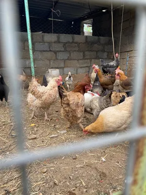 دجاج عماني فرنسي للبيع