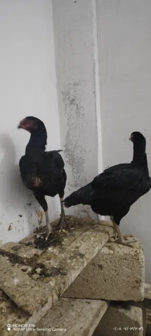 دجاج باكستاني