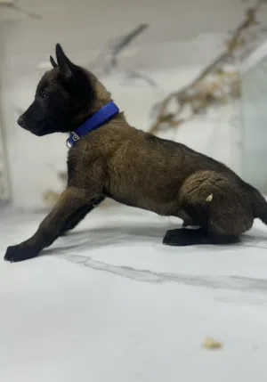 كلاب مالينو عمر شهر ونص