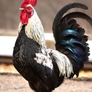 محمية ابو زين 