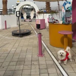 مالتيز ميكس، عمره سنة تقريبًا أليف جدًا ونظيف وماخذ جميع المطاعيم صحته ممتازة ومناسب للبيت والتربية