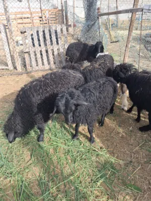 جعد عمانيات اصل