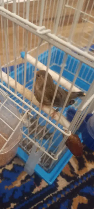 جغل قعد ميغنيش لتبديل بي كناري او كركرينو يكون يغني
