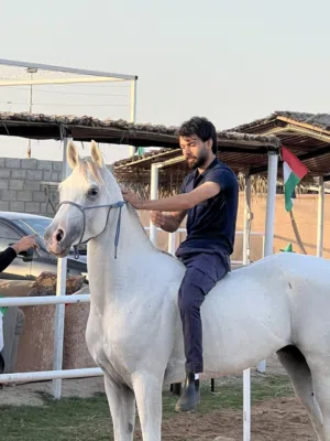 Sultan for sale