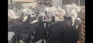 الرجاء تواصل واتساب فقط اتصال لايوجد..حلال نجدي فاخر وبيور مواليد محلي شي طيب ما شاء الله تبارك الله