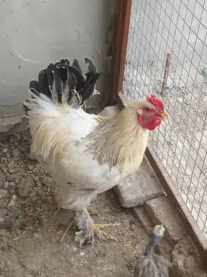 ..متاح ديك ابراهما عمره 9 اشهر العنوان بصره ابو الخصيب السعر 35 يصيح ويلقح وصحته تمام