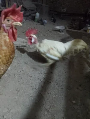 ديك ابو ركيبه