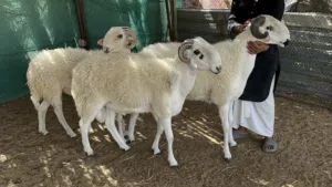 اضاحي خرفان سردي تربية وإنتاج البلاد وماشاء الله حلال طيب واحجام و أوزان ان