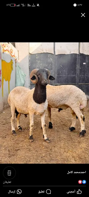 Sheep1