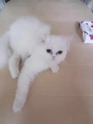 قطط للتبني