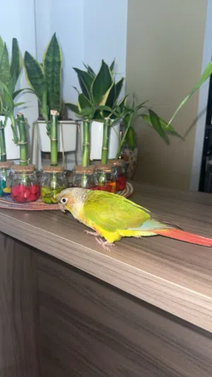 بيعة سريعة كنيور