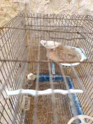 كنارات منتجات