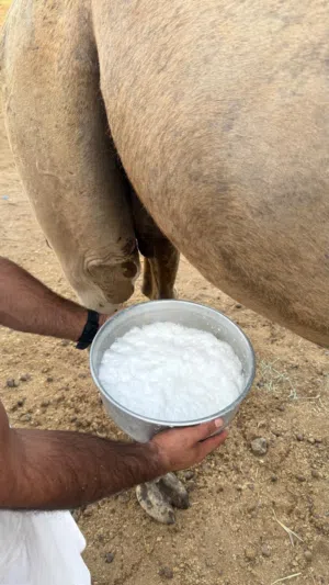 ناقه حليب للبيع تحتها قعود