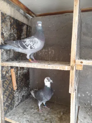 حمام زواجل افحلة للبيع