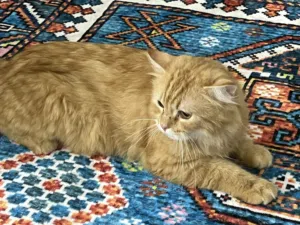 قط ذكر ( لون حليبي فاتح )