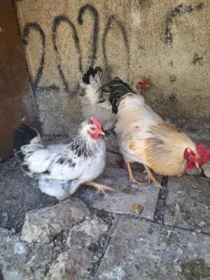 طقم دجاج سايكس انجليزي دجاجتين وديك