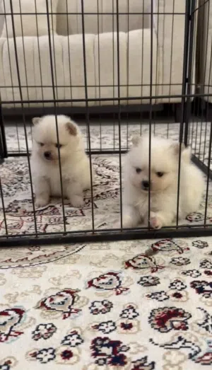 Pomeranian pure