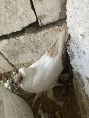 زوج نثاية جيكيات