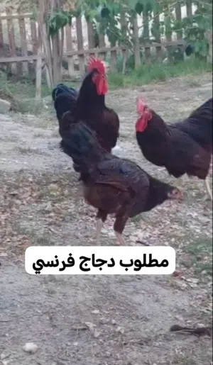 مطلوب دجاج دجاج فرنسي.