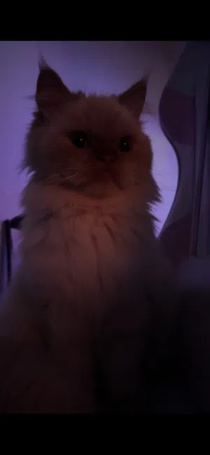 قطه هيمالايا للبيع