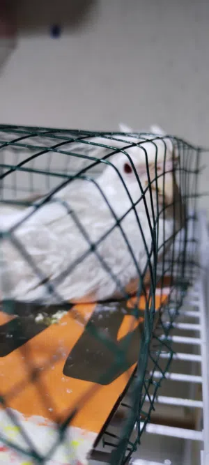 زوج كوكتيل انكليزيات تابع الوصف