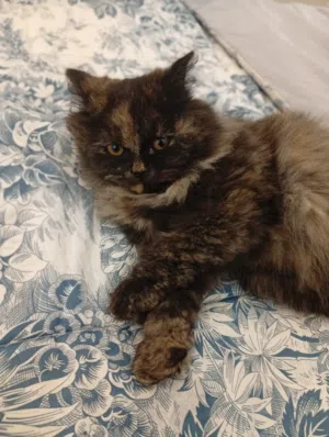 للبيع قطة مكس جميلة عمر من4إلى6اشهر