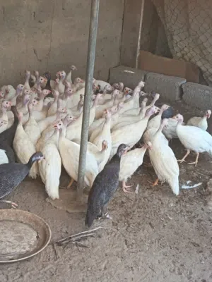 للبيع طيور حبشيه ودجاج رومي وبط