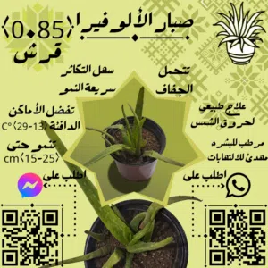 شتلة الألوفيرا (صغيرة)