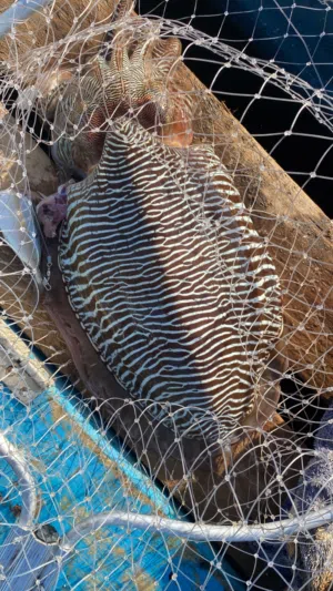 حبار طازج بحجم كبار يتوفر